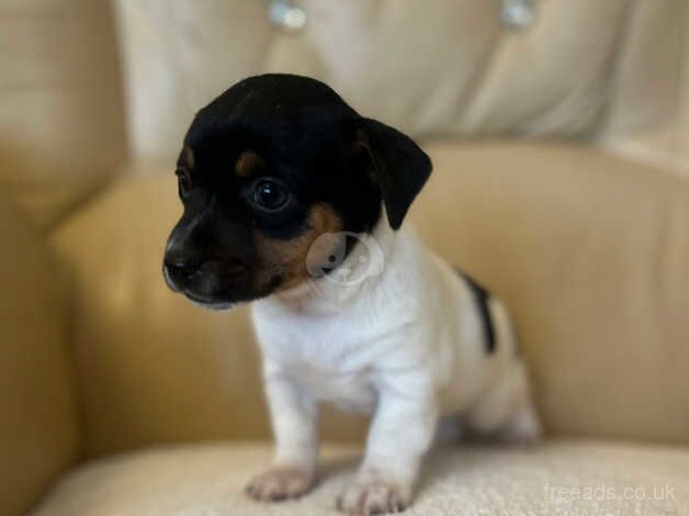 Jack Russell Puppies for sale