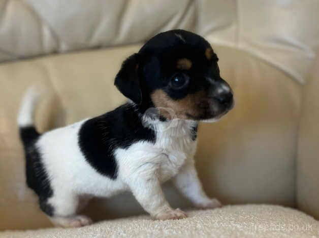 Jack Russell puppy's for sale in Gravesend, Kent - Image 5