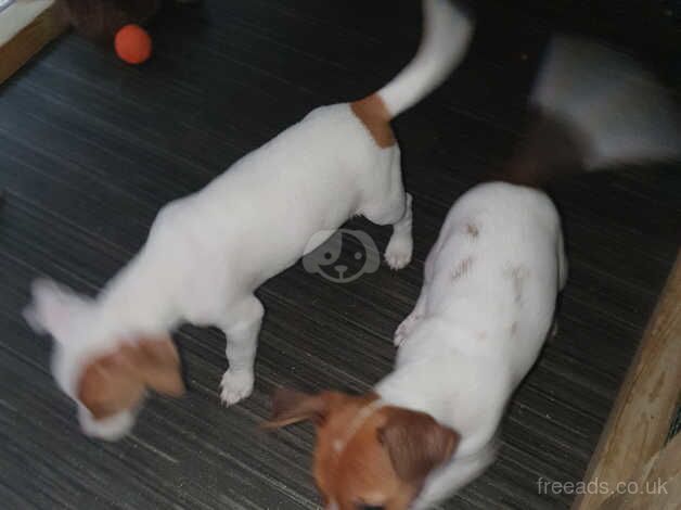 Jack Russell puppys for sale in East Kirkby, Lincolnshire