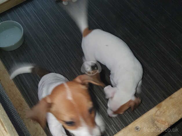 Jack Russell puppys for sale in East Kirkby, Lincolnshire - Image 2