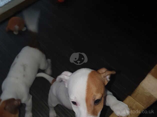 Jack Russell puppys for sale in East Kirkby, Lincolnshire - Image 3