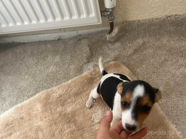 Jack Russell puppy's for sale in West Malling, Kent