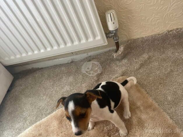 Jack Russell puppy's for sale in West Malling, Kent - Image 2