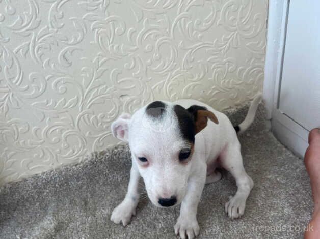 Jack Russell puppy's for sale in West Malling, Kent - Image 3