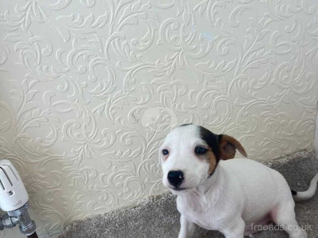 Jack Russell puppy's for sale in West Malling, Kent - Image 4