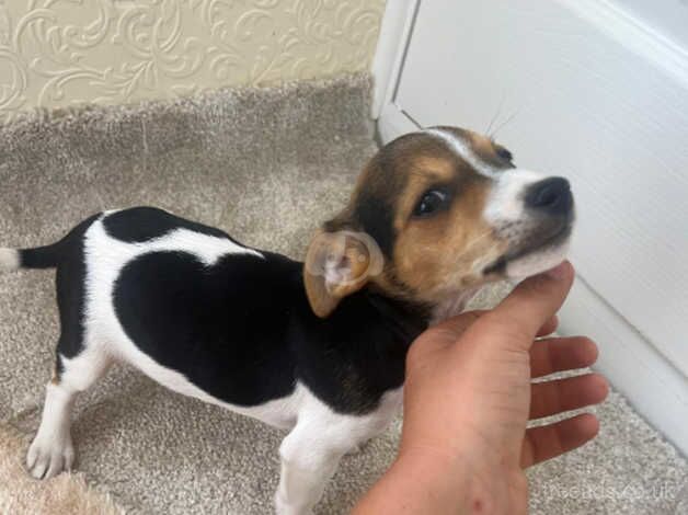 Jack Russell puppy's for sale in West Malling, Kent - Image 5