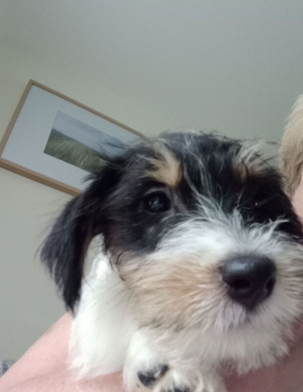 Jack Russell Puppies for sale in Gloucestershire