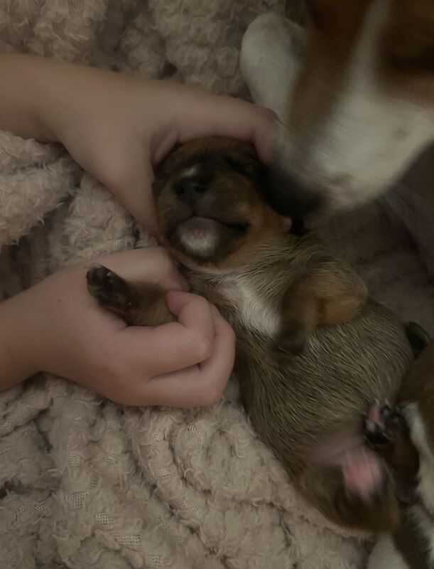 Jack Russell pups for sale in Barry, Angus