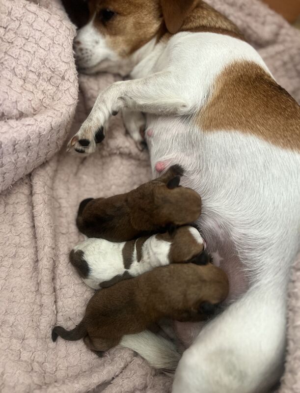 Jack Russell pups for sale in Barry, Angus - Image 2