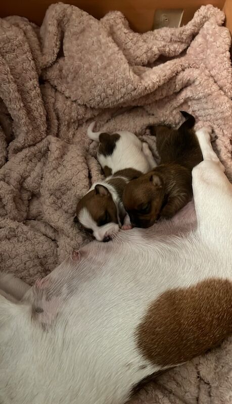 Jack Russell pups for sale in Barry, Angus - Image 3