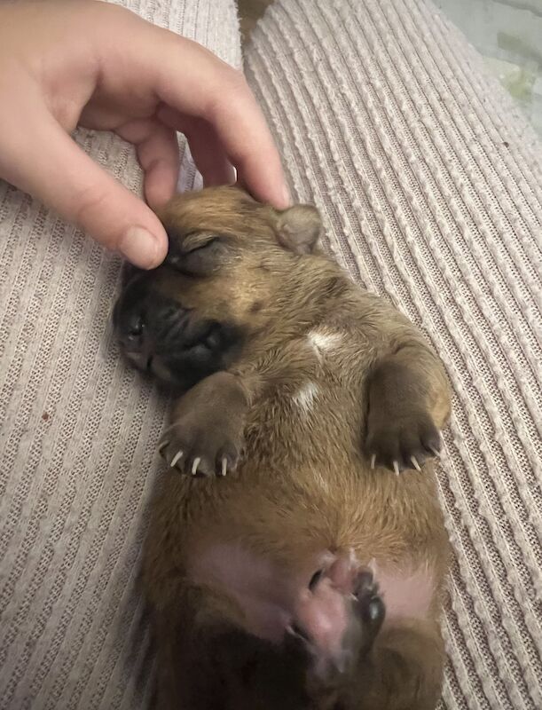 Jack Russell pups for sale in Barry, Angus - Image 4