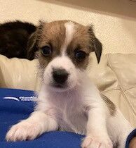 Jack russell pups for sale in Cwmbran/Cwmbrân, Newport