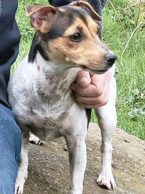 Jack russell pups for sale in Clackmannan, Clackmannanshire