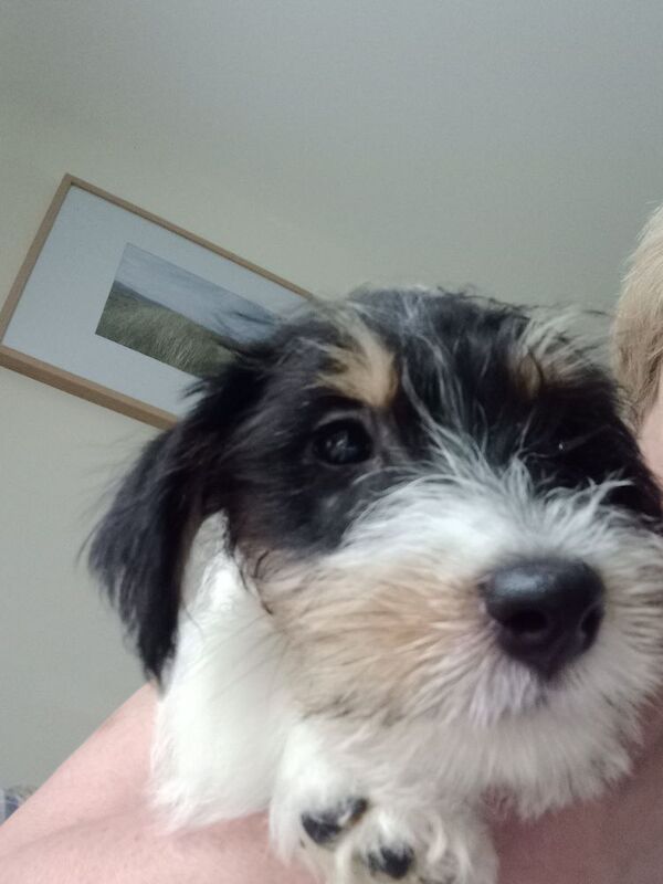 Jack Russell Puppies for sale in Gloucestershire