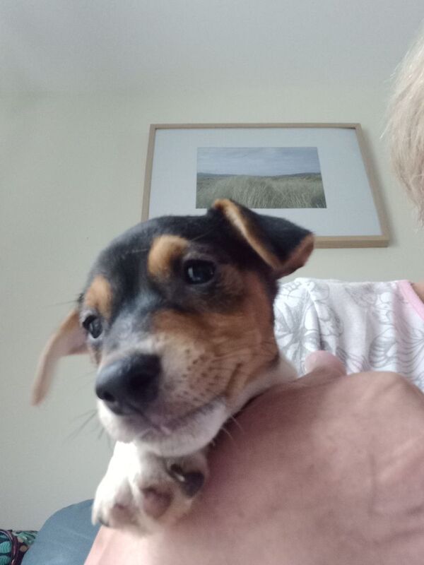 Jack Russell Puppies for sale