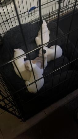 Jack Russell pups for sale in Leek, Staffordshire
