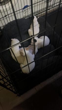 Jack Russell pups for sale in Leek, Staffordshire - Image 1