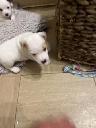 Jack Russell pups for sale in Leek, Staffordshire - Image 2