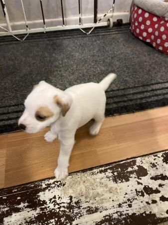 Jack Russell pups for sale in Leek, Staffordshire - Image 3