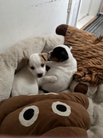 Jack Russell pups for sale in Leek, Staffordshire - Image 4