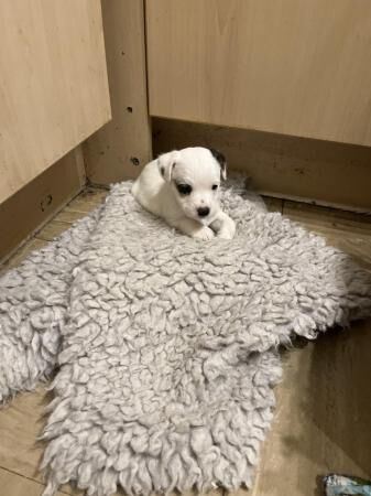 Jack Russell pups for sale in Leek, Staffordshire - Image 5