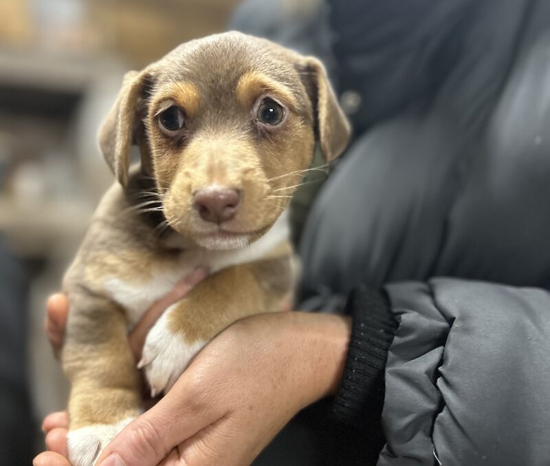 Jack Russell Pups for sale in Staynall, Lancashire