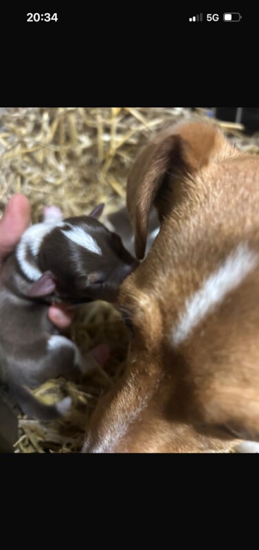 Jack Russell Pups for sale in Staynall, Lancashire - Image 2