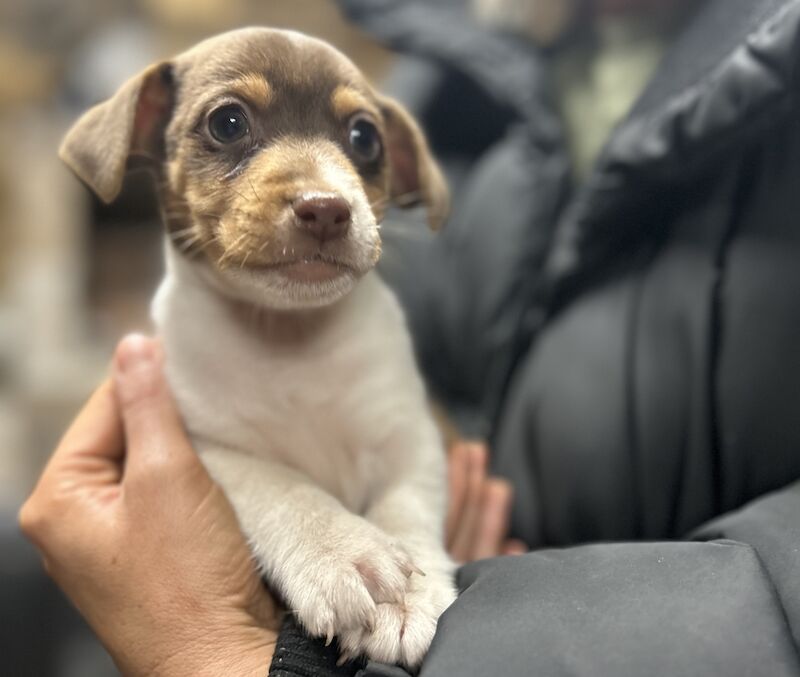 Jack Russell Pups for sale in Staynall, Lancashire - Image 3