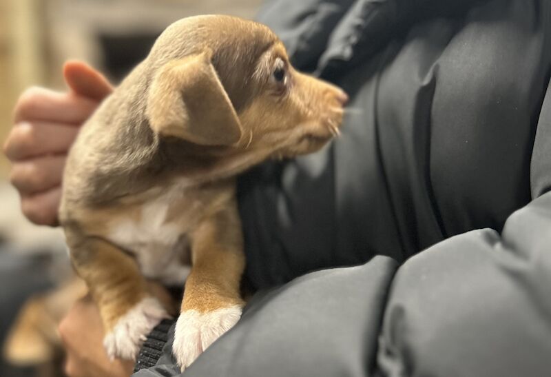 Jack Russell Pups for sale in Staynall, Lancashire - Image 4