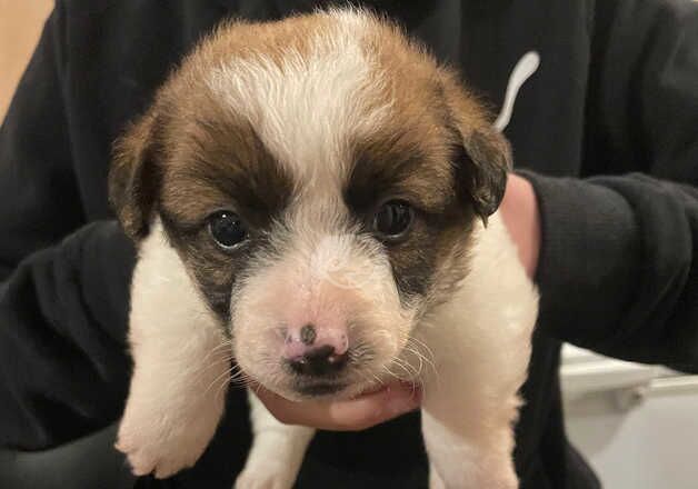 Jack Russell pups for sale in Bradford, West Yorkshire - Image 2