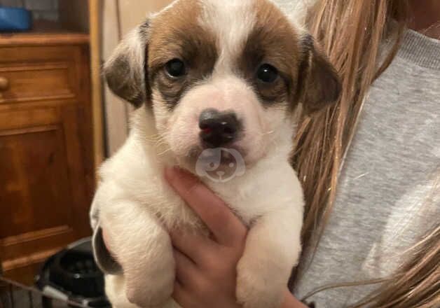 Jack Russell pups for sale in Bradford, West Yorkshire - Image 3