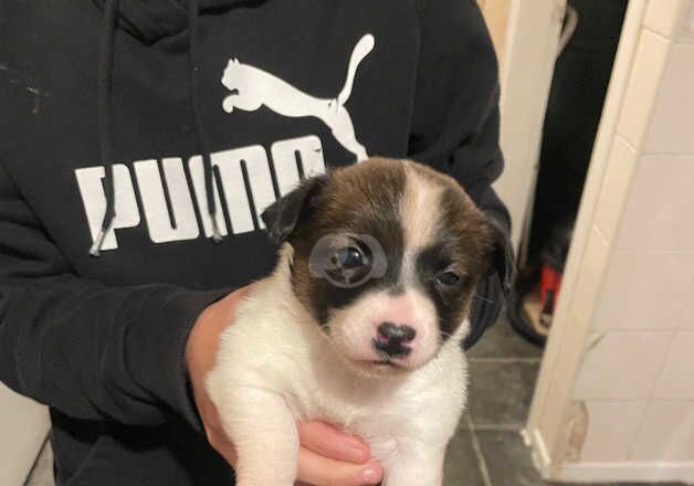 Jack Russell pups for sale in Bradford, West Yorkshire - Image 4