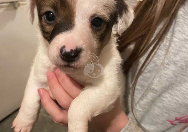 Jack Russell pups for sale in Bradford, West Yorkshire - Image 5