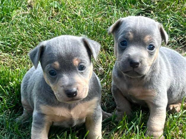 Jack Russell pups for sale in Leeds, West Yorkshire