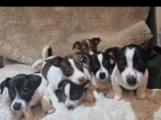 Jack russell pups for sale ready to leave now for sale in Alfreton, Derbyshire