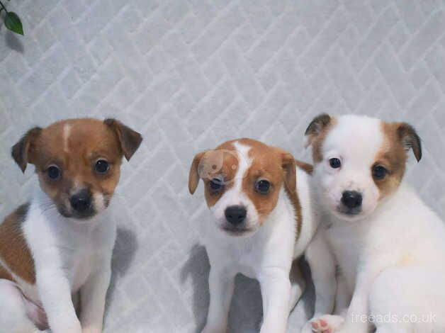 Jack russell pups for sale in Bilston, West Midlands