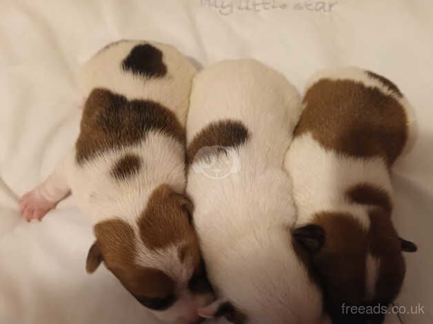 Jack russell pups for sale in Bilston, West Midlands - Image 3