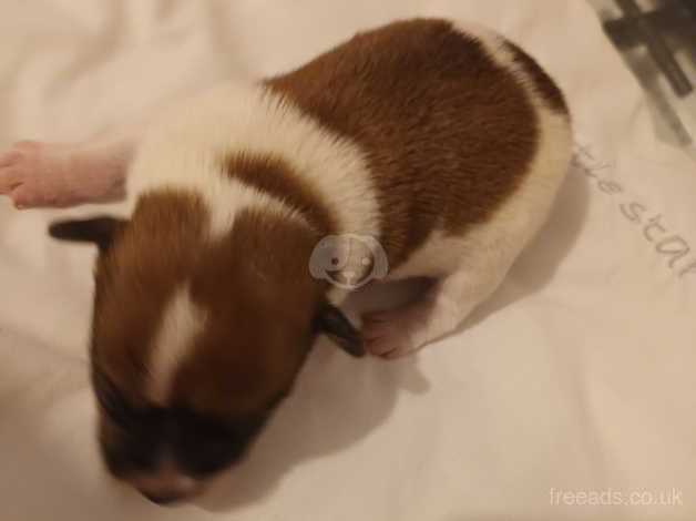 Jack russell pups for sale in Bilston, West Midlands - Image 5