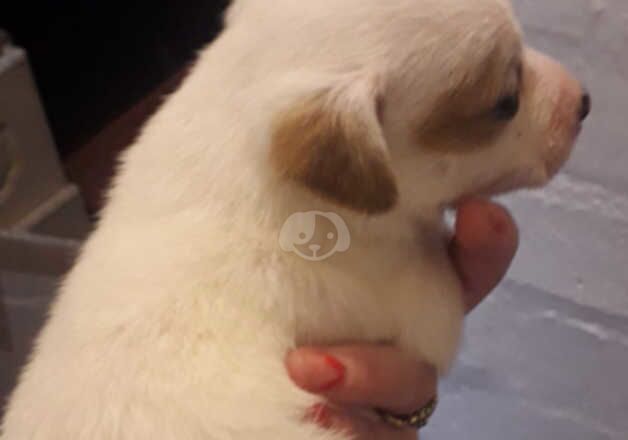 Jack Russell pups for sale in Bilston, West Midlands