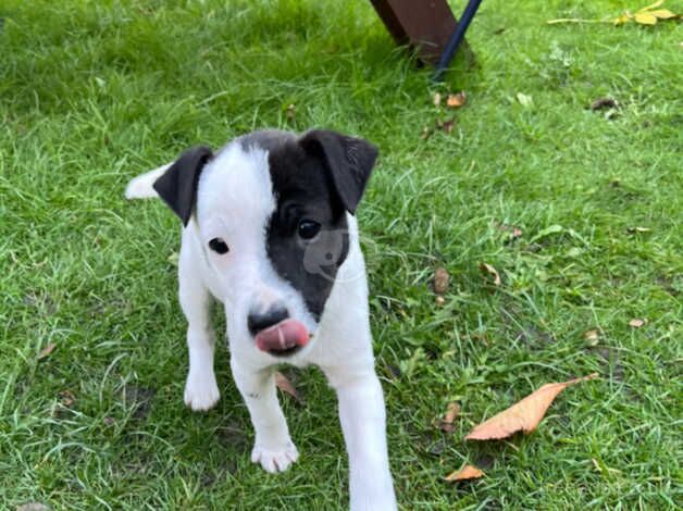 Jack Russell pups for sale in Bradford, West Yorkshire