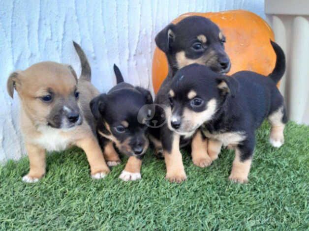 Jack Russell pups for sale in Brierley Hill, West Midlands