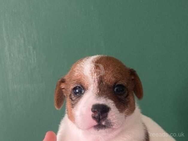 Jack Russell pups for sale in Burnley, Lancashire