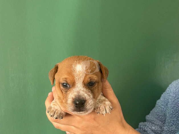 Jack Russell Puppies for sale in Lancashire