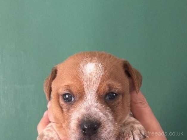 Jack Russell Puppies for sale