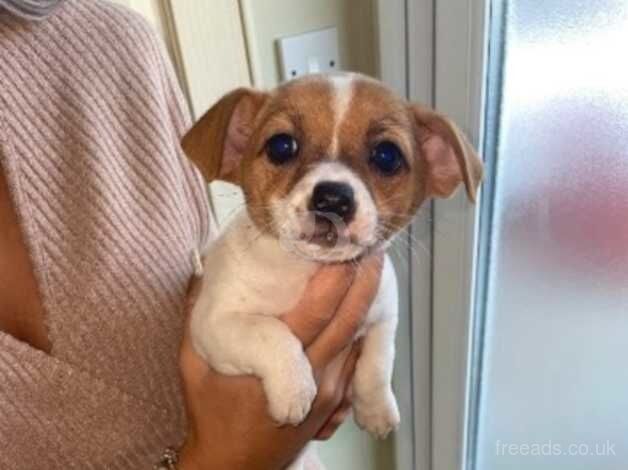 Jack Russell Pups for sale in Cardiff