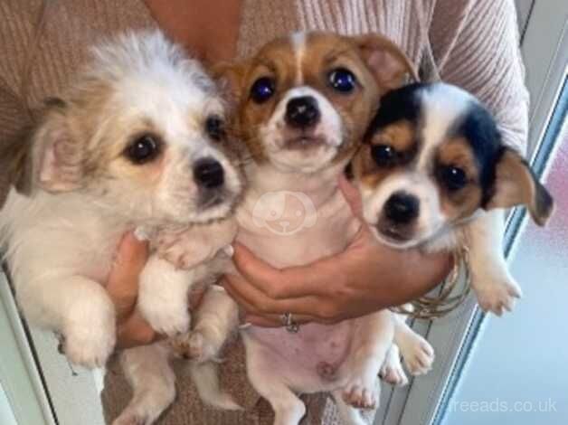 Jack Russell Pups for sale in Cardiff - Image 3