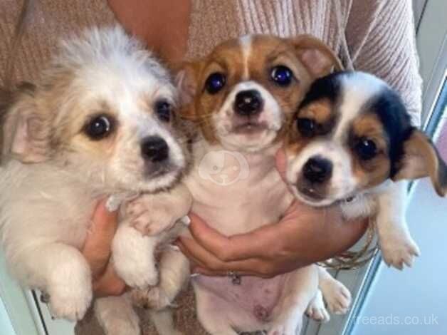 Jack Russell Pups for sale in Cardiff - Image 4