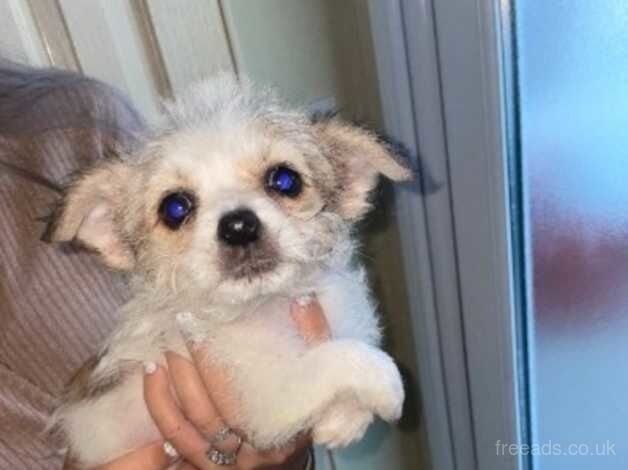 Jack Russell Pups for sale in Cardiff - Image 5