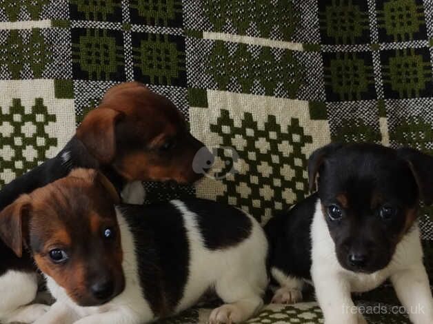 Jack russell pups for sale in Carluke, South Lanarkshire - Image 2