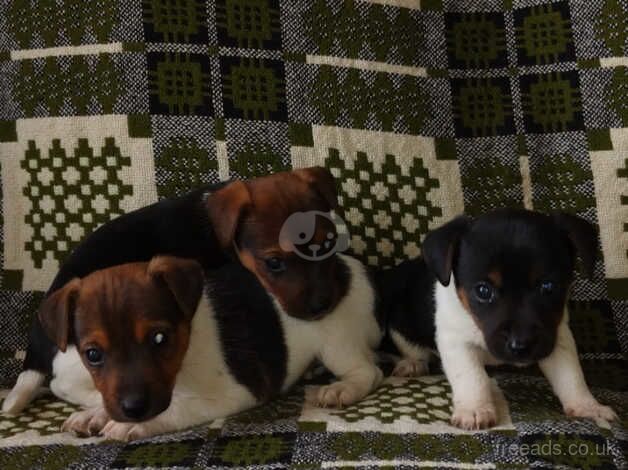 Jack russell pups for sale in Carluke, South Lanarkshire - Image 3